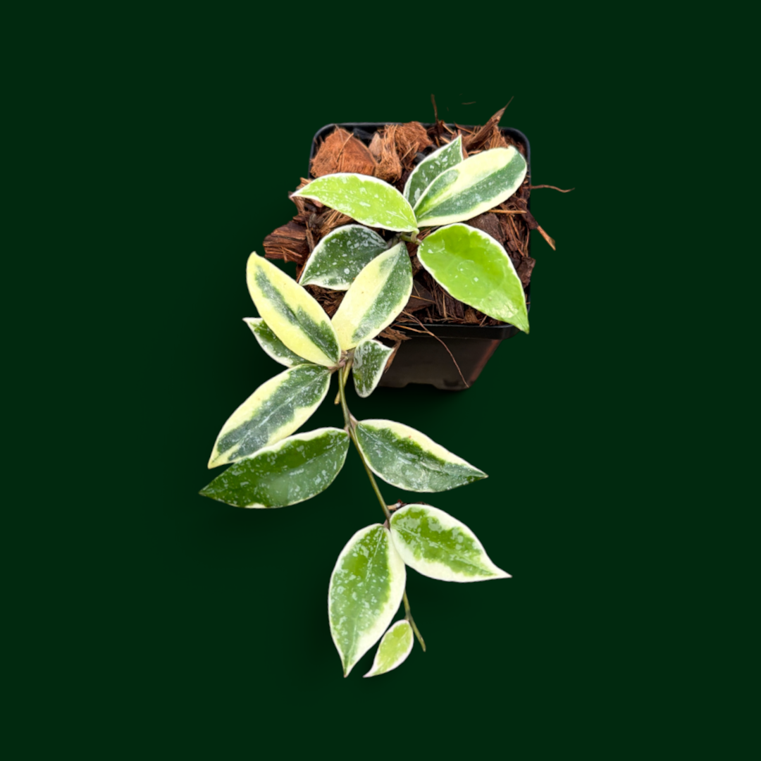 Hoya lacunosa ‘Princess Lumina’