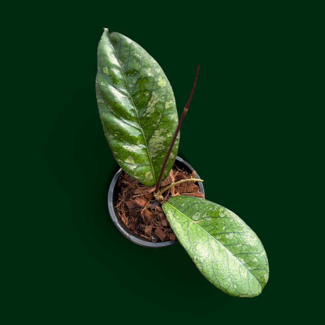 Hoya aff. vittelinoides (DD00142)