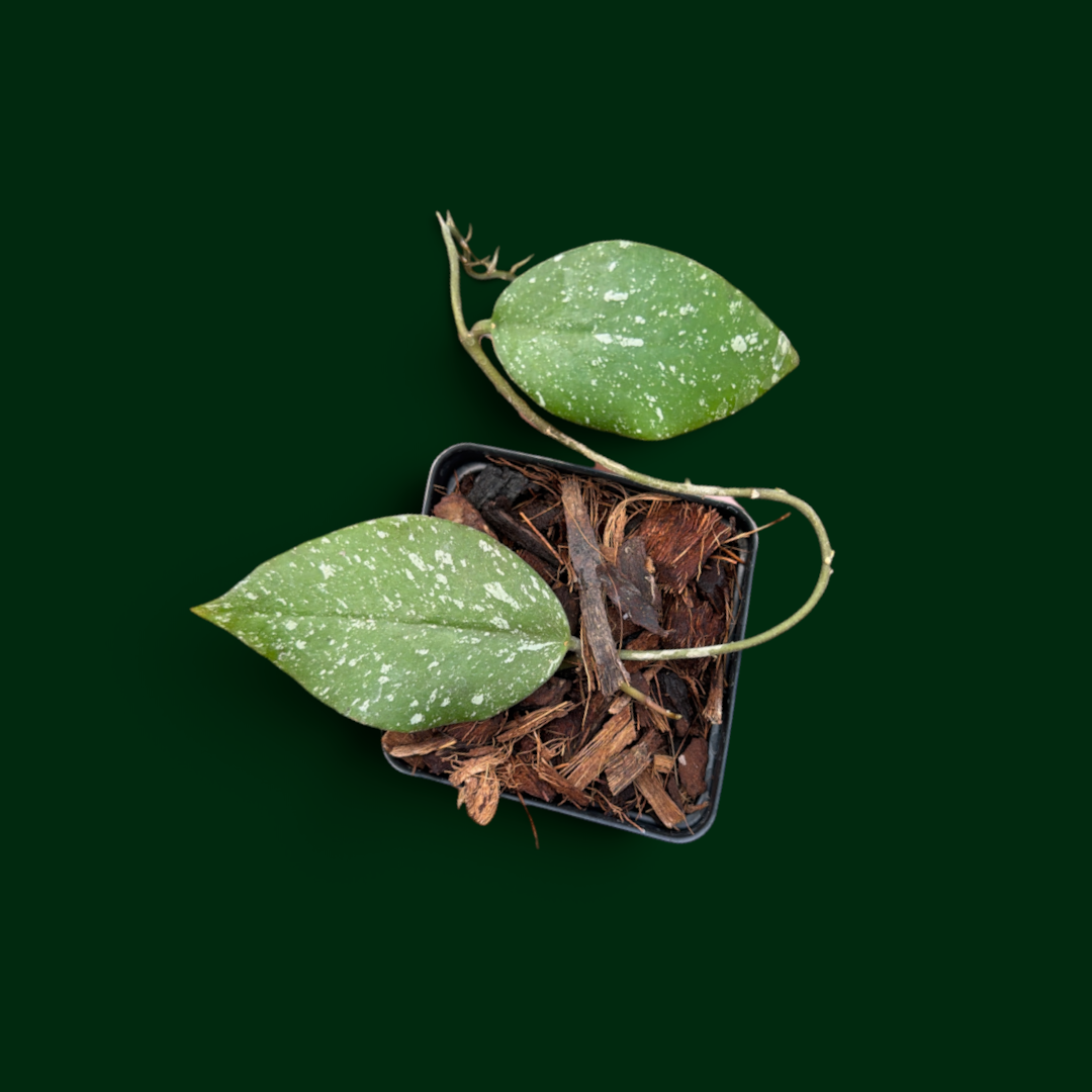 Hoya sulawesiana x Hoya imbricata