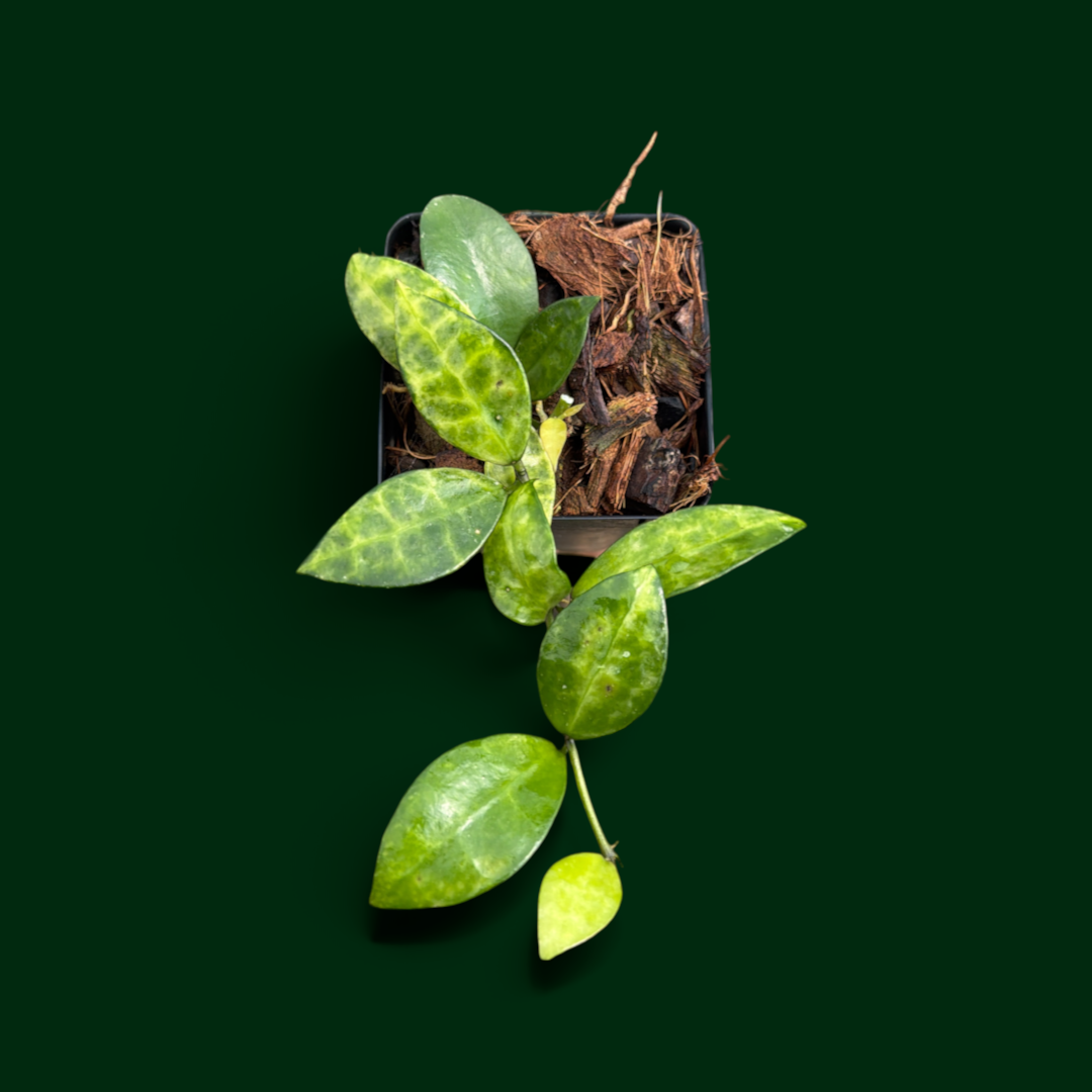 Hoya lacunosa ‘Arunika’