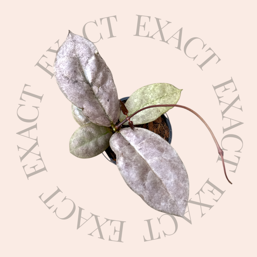 PS0047 - Hoya mitrata (Borneo)