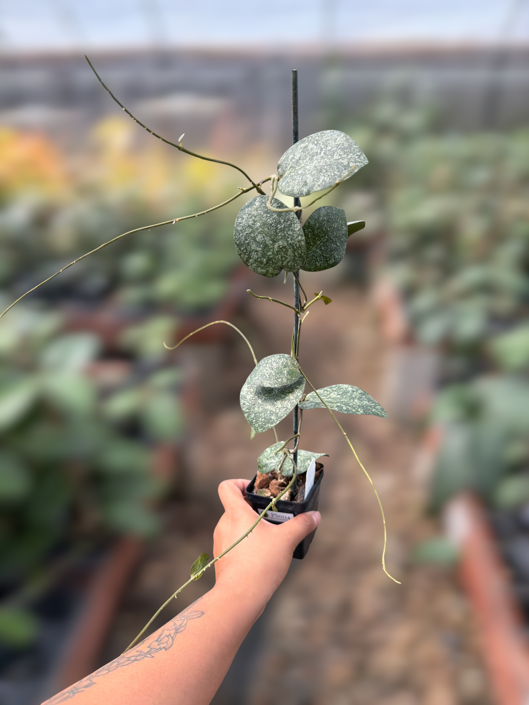 PS0114 - Hoya imbricata x Hoya elliptica
