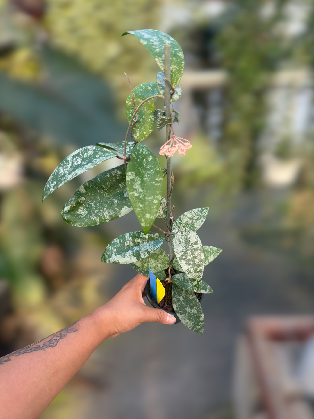 PS0109 - Hoya flagellata (splash, Thailand)