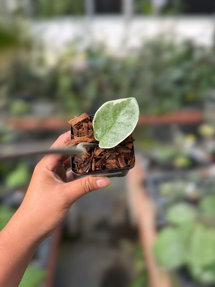 PS0163 - Hoya carnosa ‘Argentea Picta’