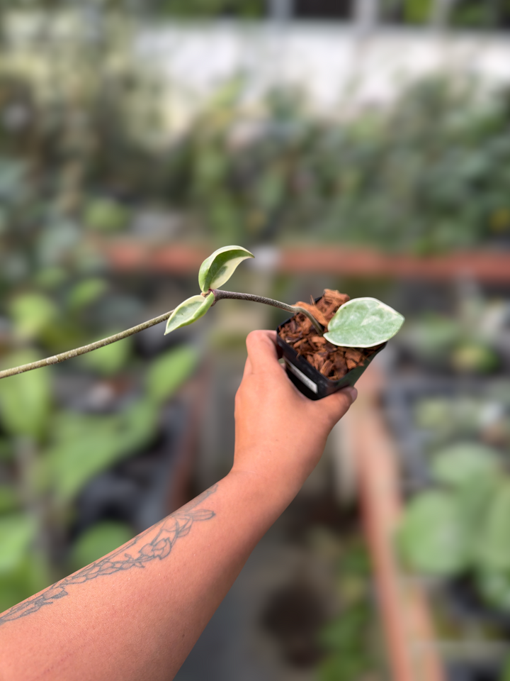 PS0163 - Hoya carnosa ‘Argentea Picta’