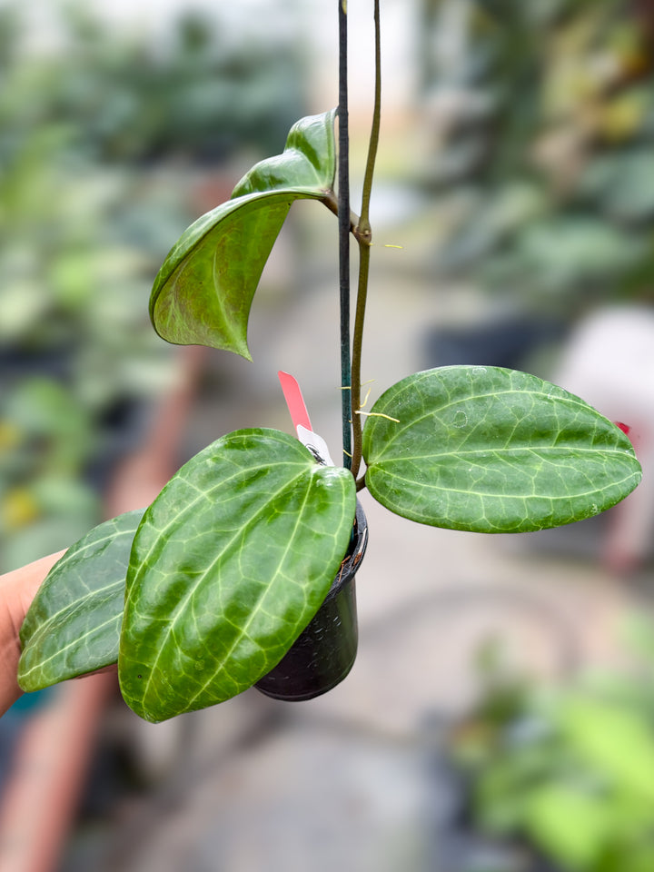 PS0168 - H. latifolia ‘Pillow’ (UPT022)