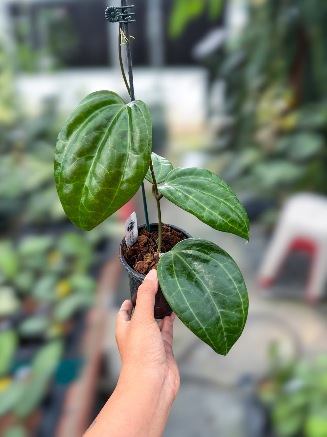 PS0168 - H. latifolia ‘Pillow’ (UPT022)