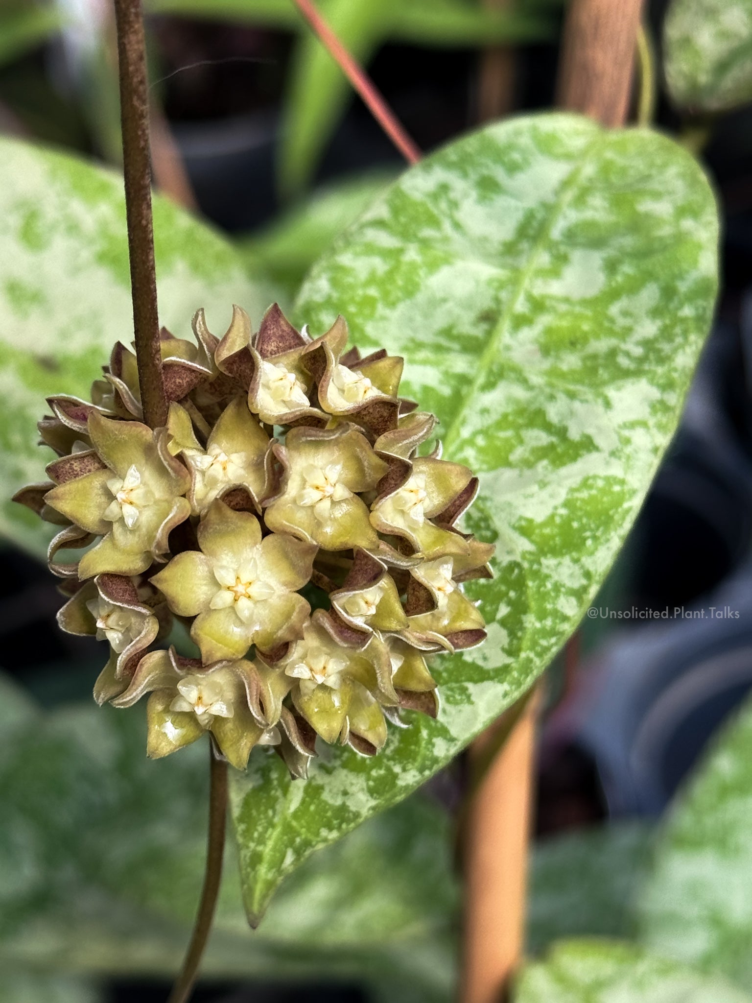 Hoya aff. lambii (splash) – Unsolicited Plant Talks