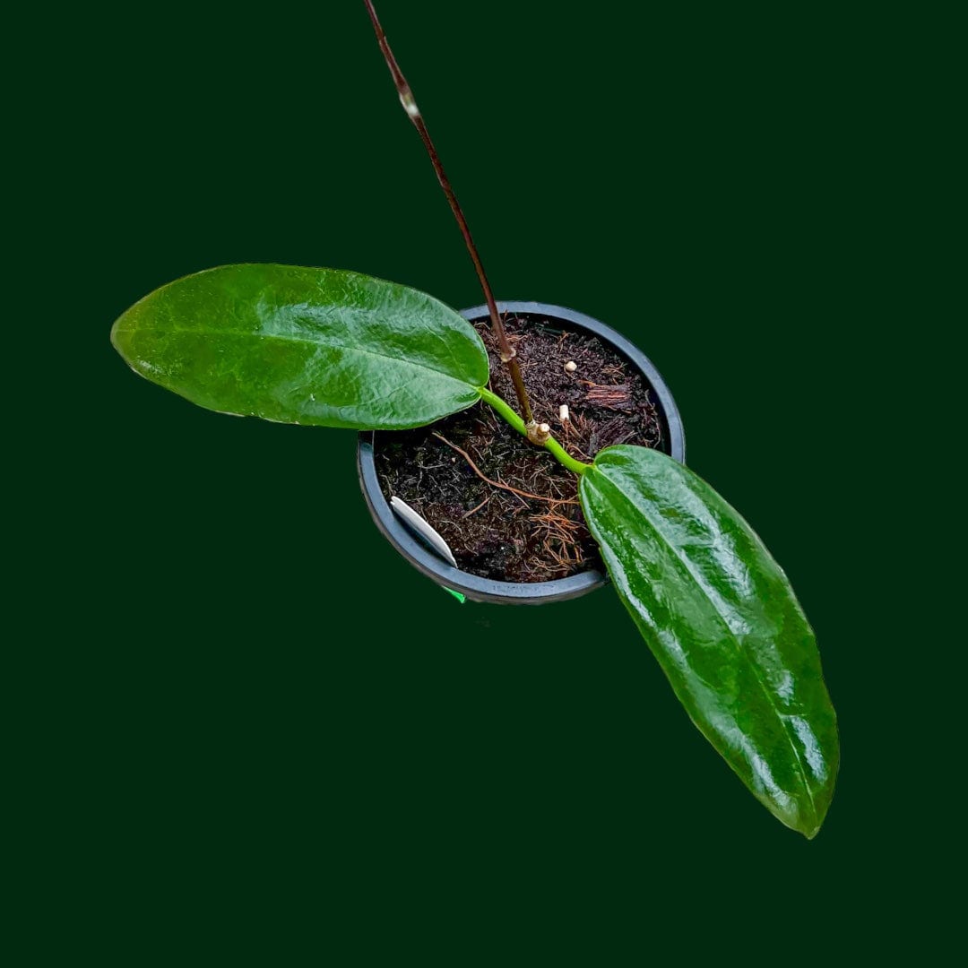 ランキングや新製品 Rare Hoyas Page – Species Hoya Rarest 70+ Browse | Sale for その他観葉植物