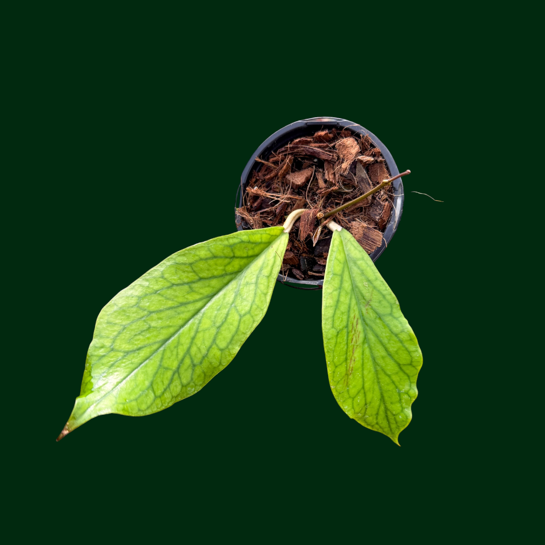 Hoya bauensis (fka sp. Kast)