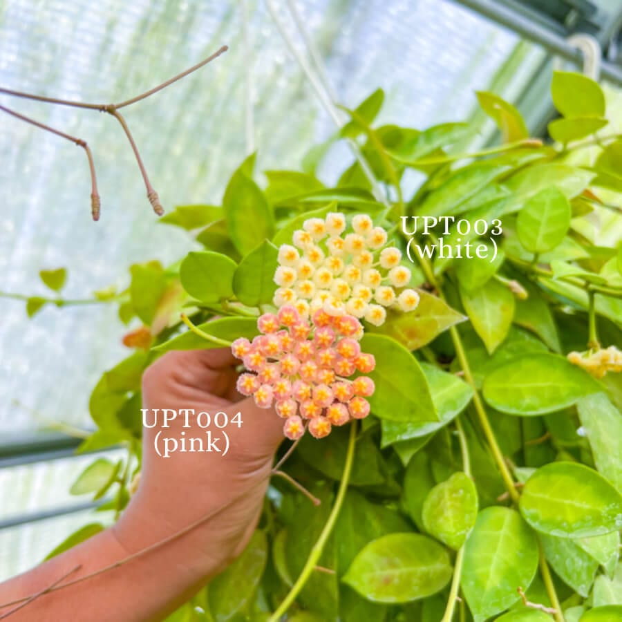 Hoya Plants for Sale | 450+ Hoya Species – Page 4 – Unsolicited