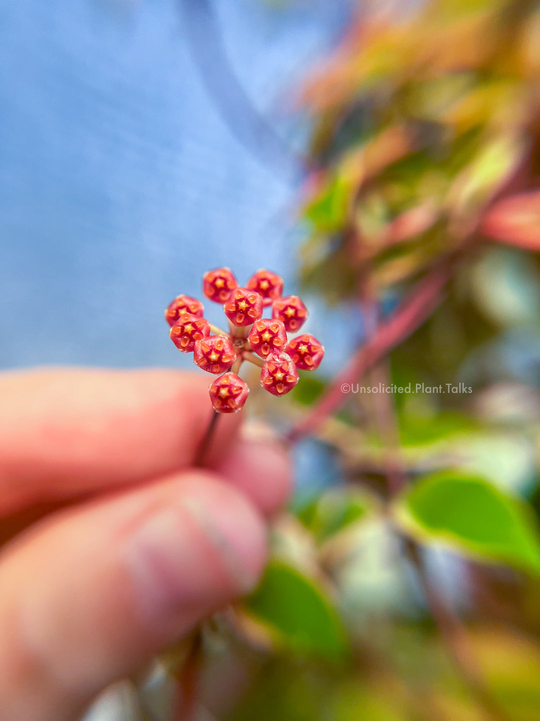 Hoya bakoensis (outer variegated)