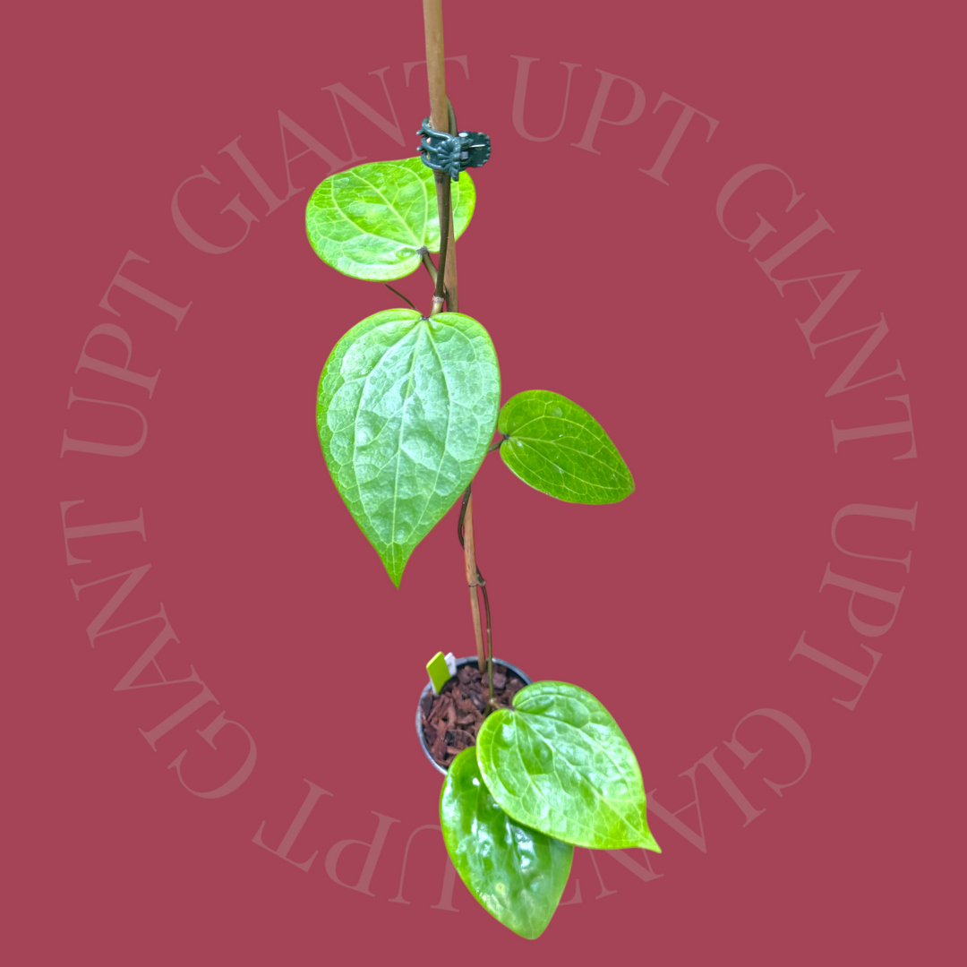 EVENT SPECIAL Hoya glabra (Schlecter)