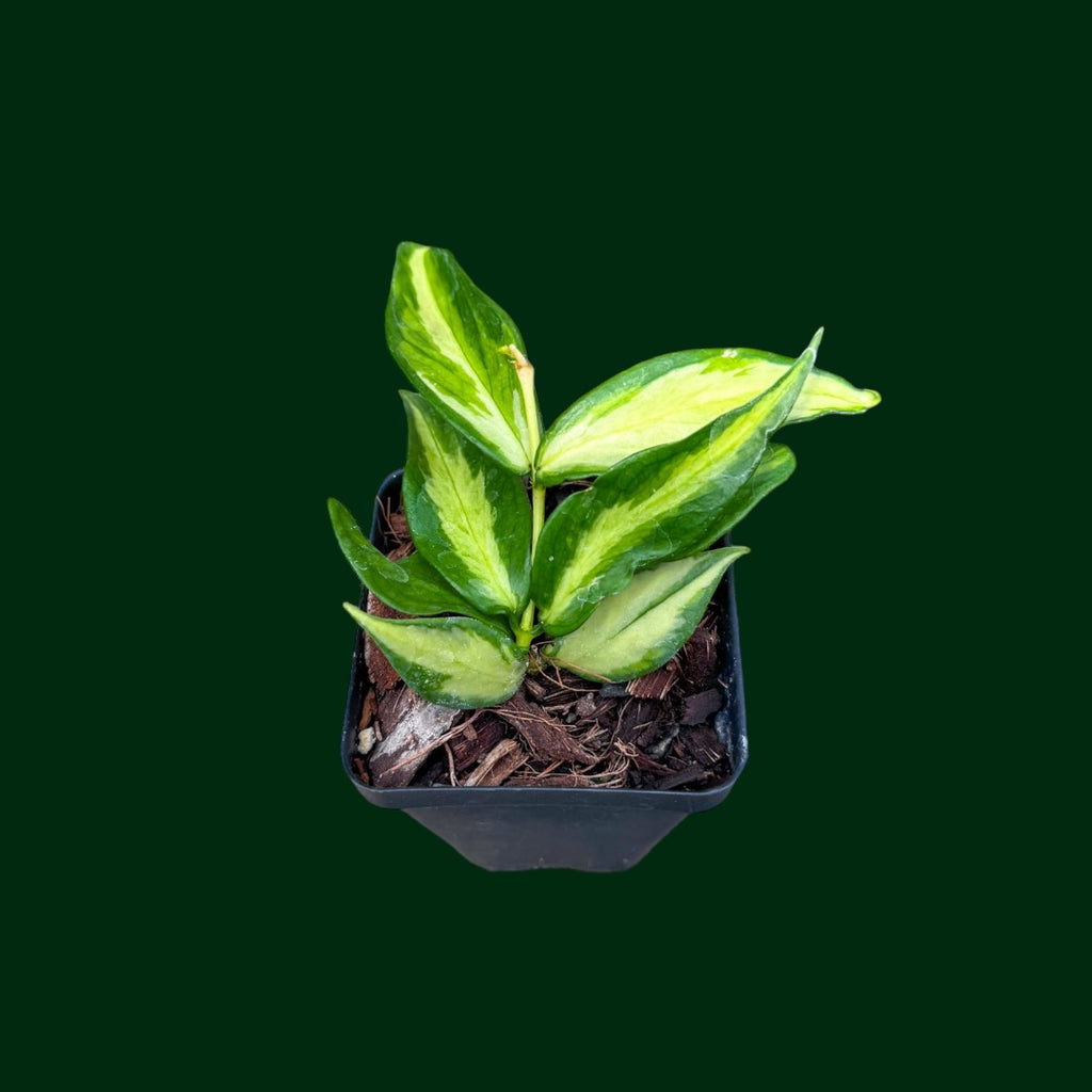 Hoya polyneura (variegated) – Unsolicited Plant Talks