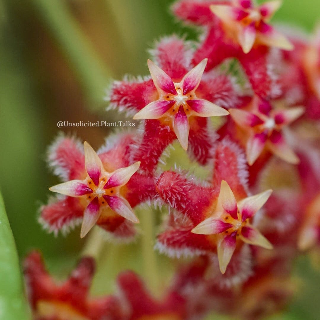 Hoya ‘Raspberry Sun’ (MB 1247 H. erythrostemma x H. erythrina)