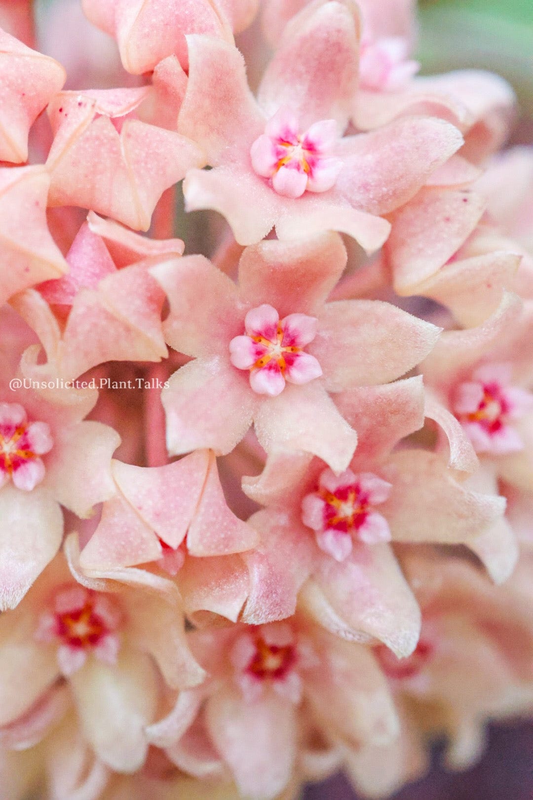 Hoya sp. IV from WMZ