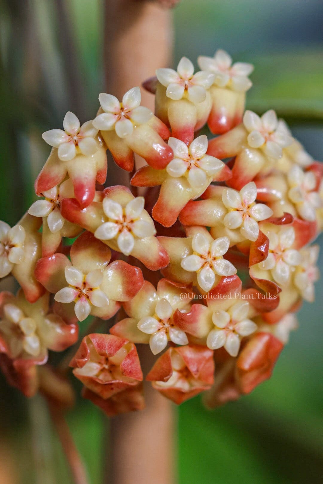 Trellised Hoya 'Tequila Sunrise'