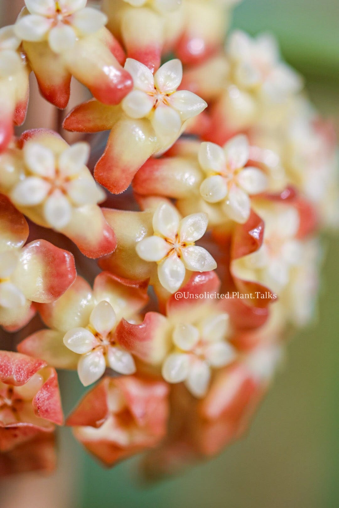 sunrise succulent bloom Hoya 'Tequila-Sunrise' – Unsolicited Plant Talks