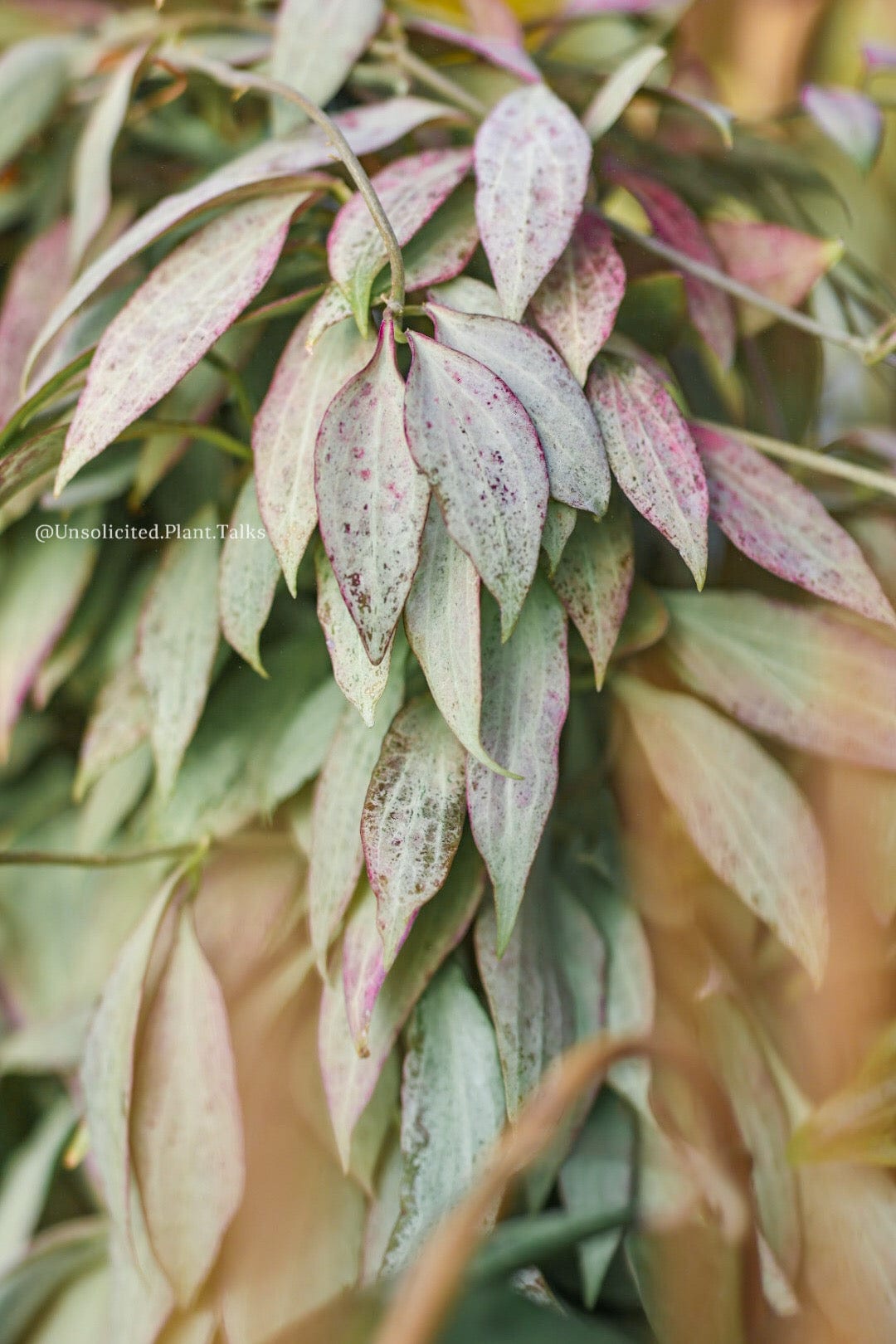 Hoya Nicholsoniae 'New Guinea Ghost'