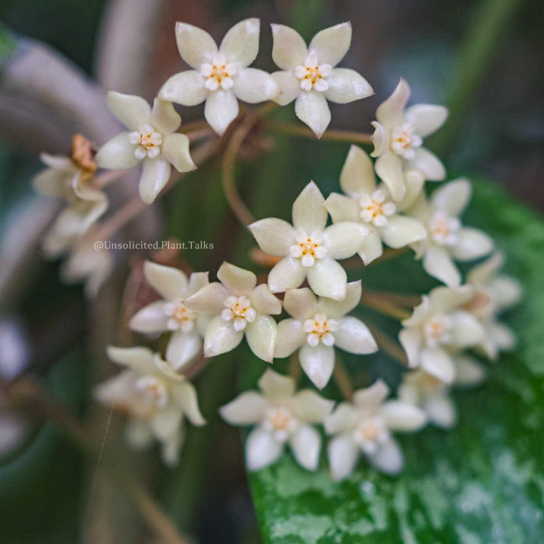 Hoya Plants for Sale | 450+ Hoya Species – Page 5 – Unsolicited 