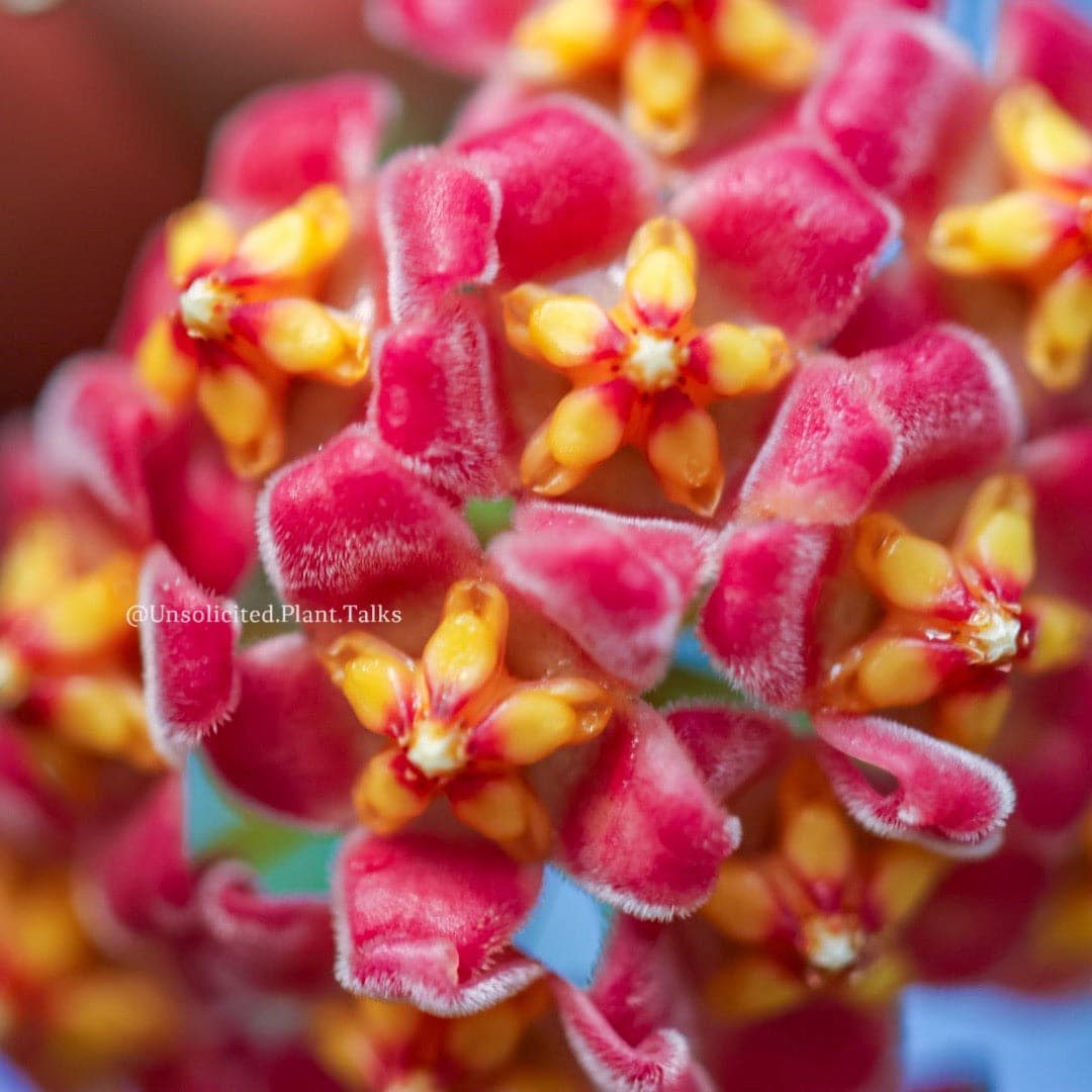Hoya davidcummingii