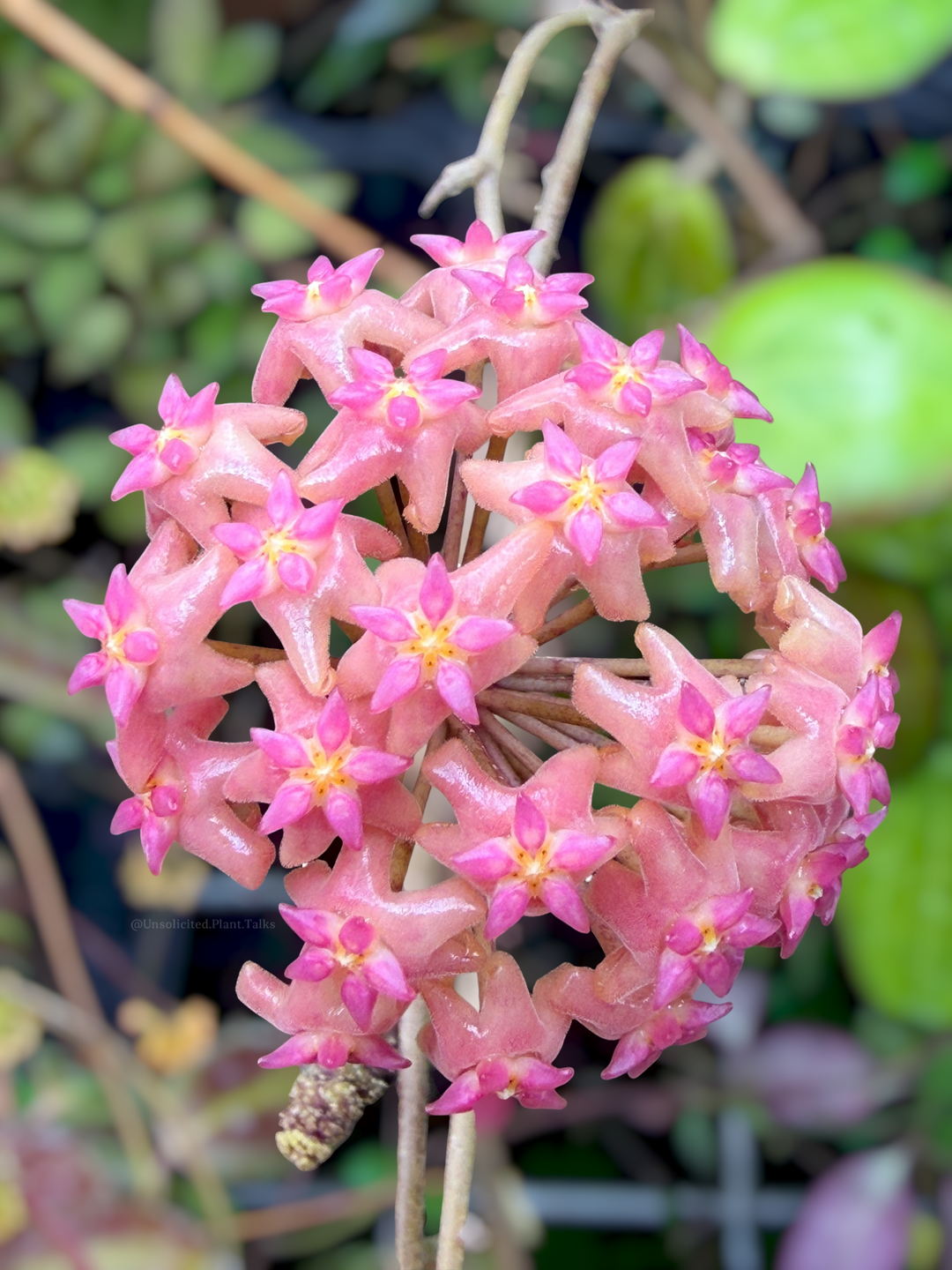 Hoya benguetensis ‘Maruja’