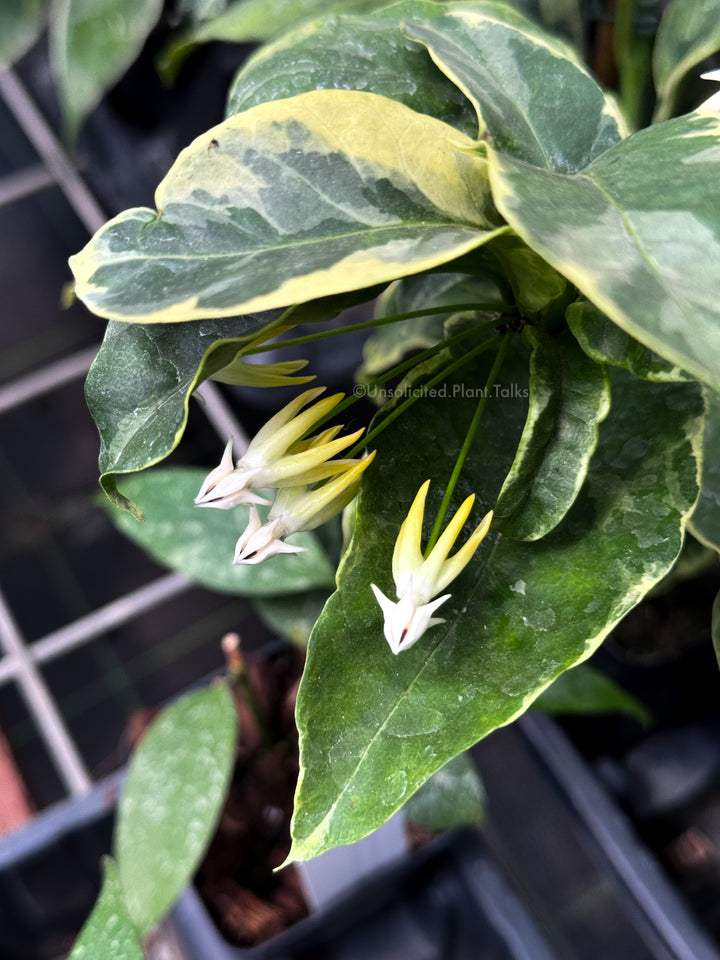 Hoya multiflora (outer variegated)