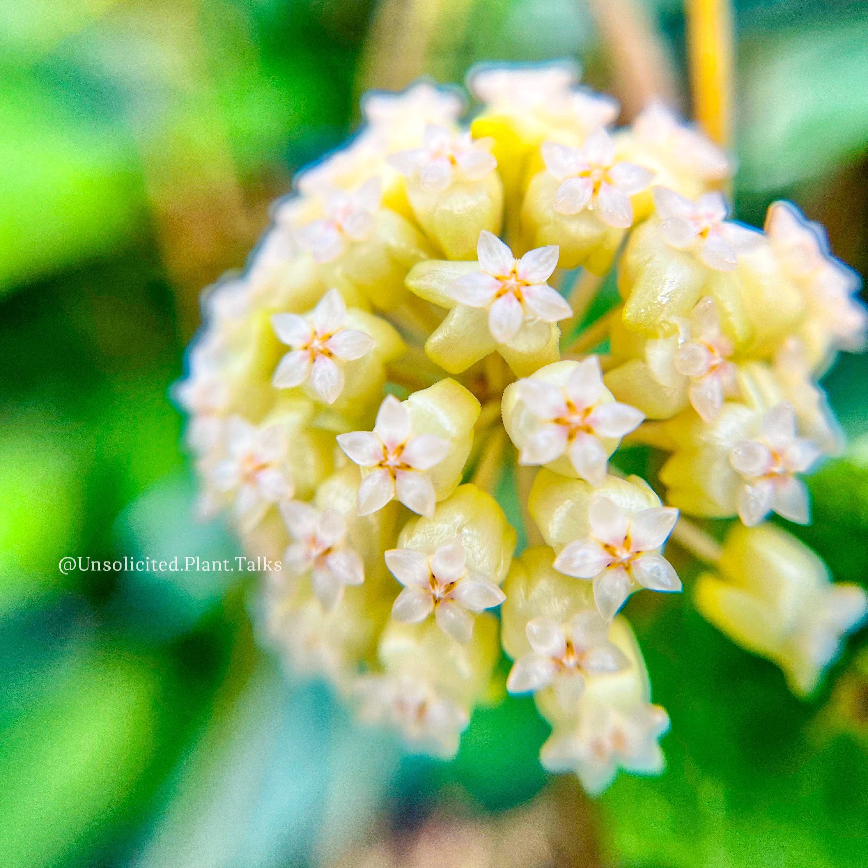 Hoya 'Elephant' (AH027) – Unsolicited Plant Talks