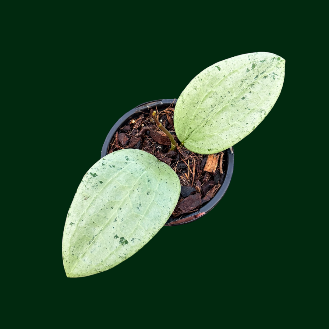 Hoya glabra (silver)