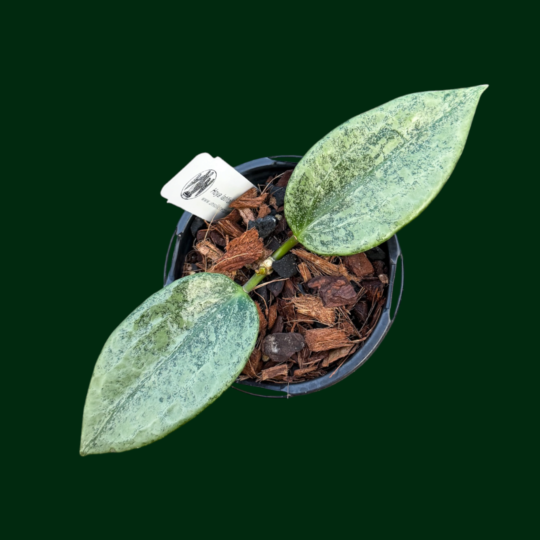 Hoya latifolia ‘Rimba Perak’