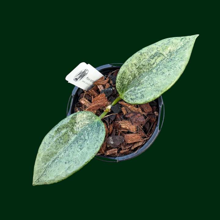 Hoya latifolia ‘Rimba Perak’