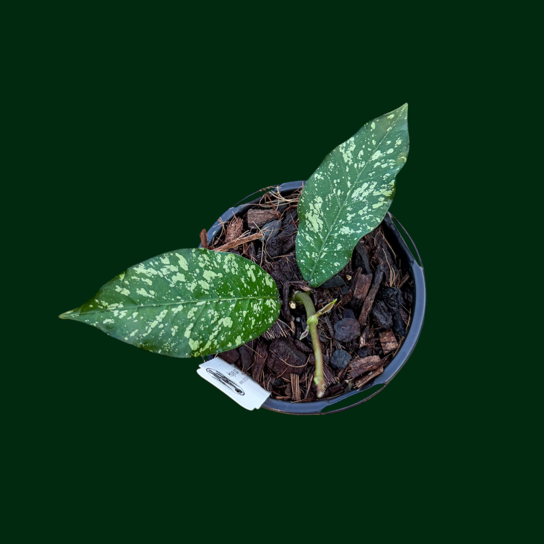Hoya sp. (Gunung Kapi, Aceh)