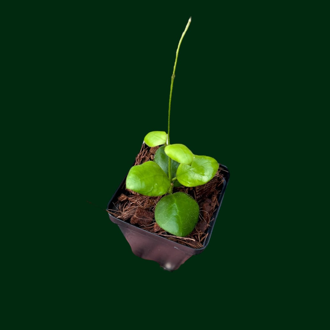 Hoya sp. Pagar Alam