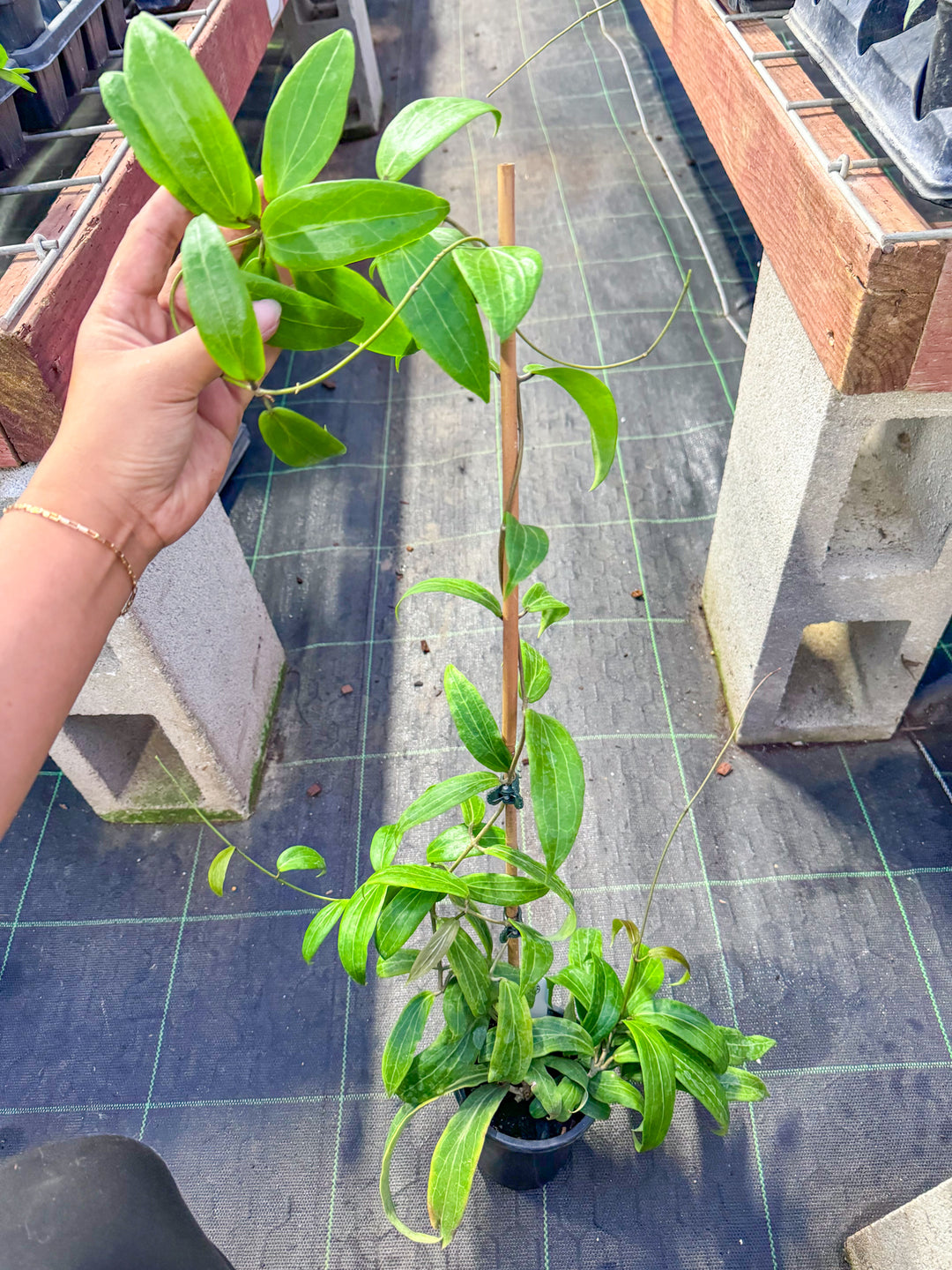 PS0827 - Hoya blashernaezii subsp. valmayoriana