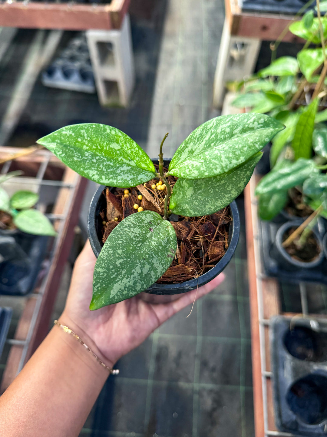 PS0828 - Hoya crassipetiolata x Hoya ‘Michele’ (RSLH10-11)