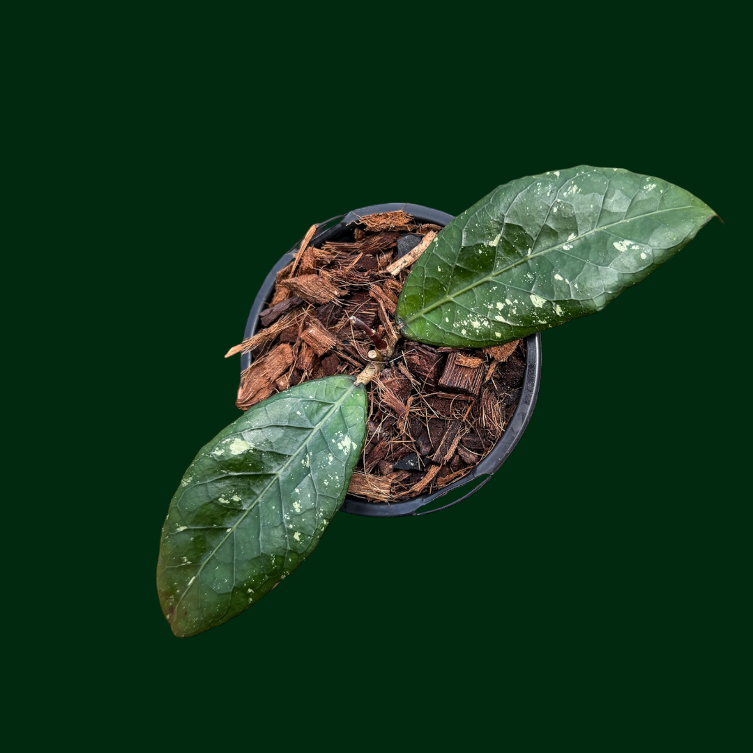 Hoya ‘Stegosauraus’