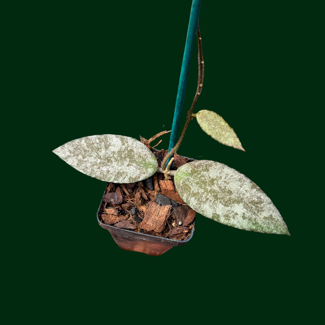 Hoya caudata ‘Sprinkle Snow’