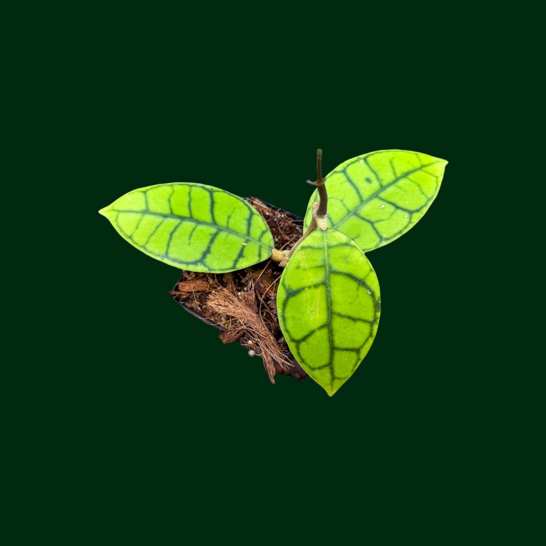 Hoya callistophylla (small, round leaf)