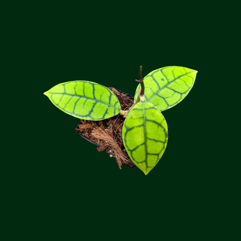 Hoya callistophylla (small, round leaf) – Unsolicited Plant Talks