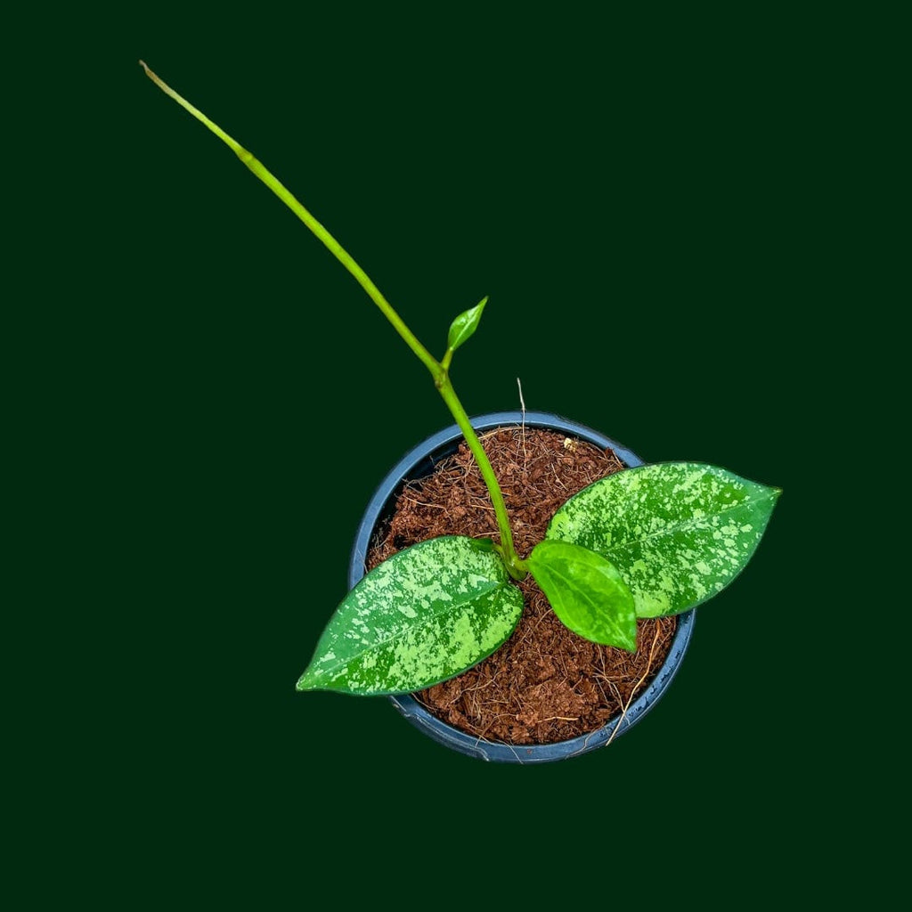 Hoya patcharawalai023 - (aka icensens, splash) – Unsolicited Plant