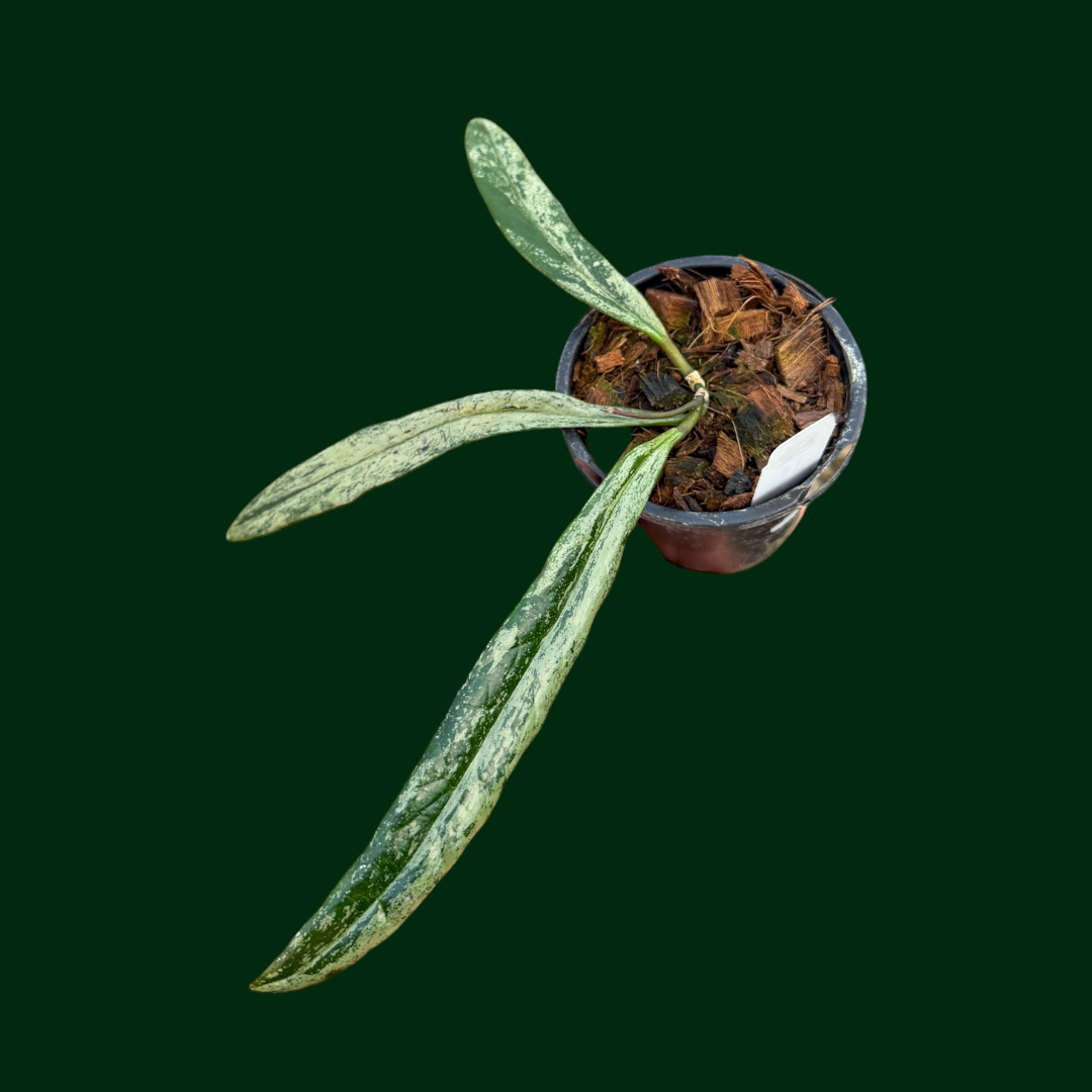 Hoya sulawesiana (splash)