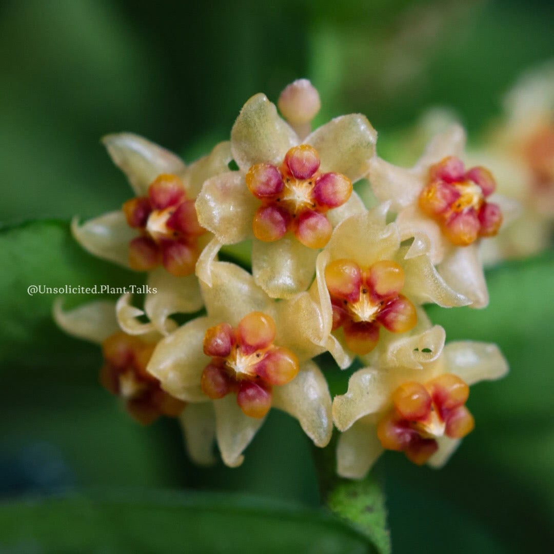 Hoya burmanica - Tropics @Home