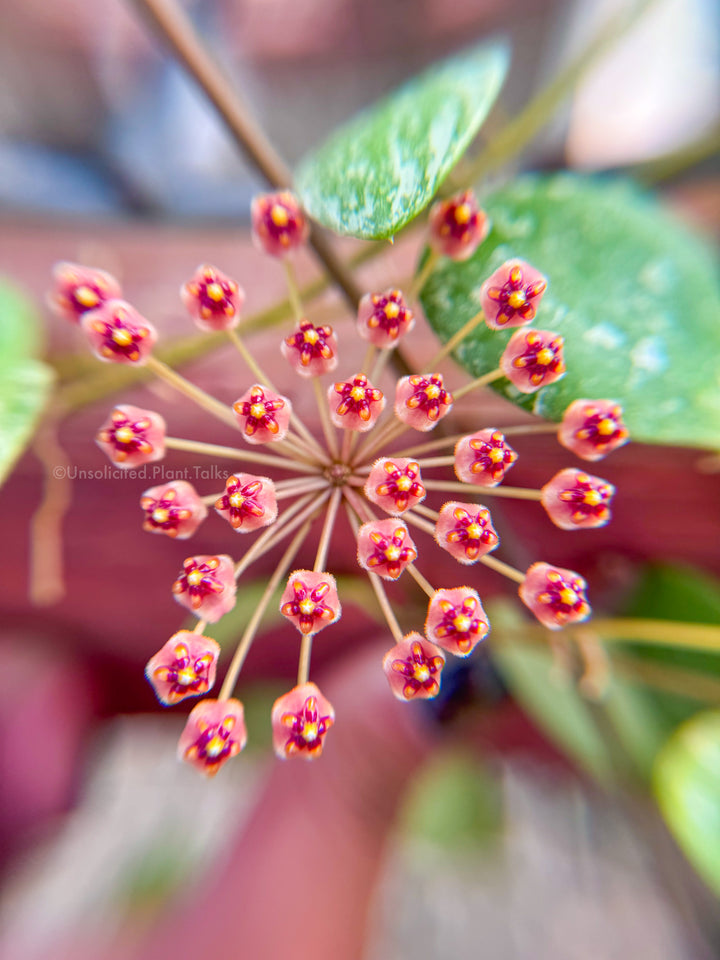 Hoya sp. ETS 10