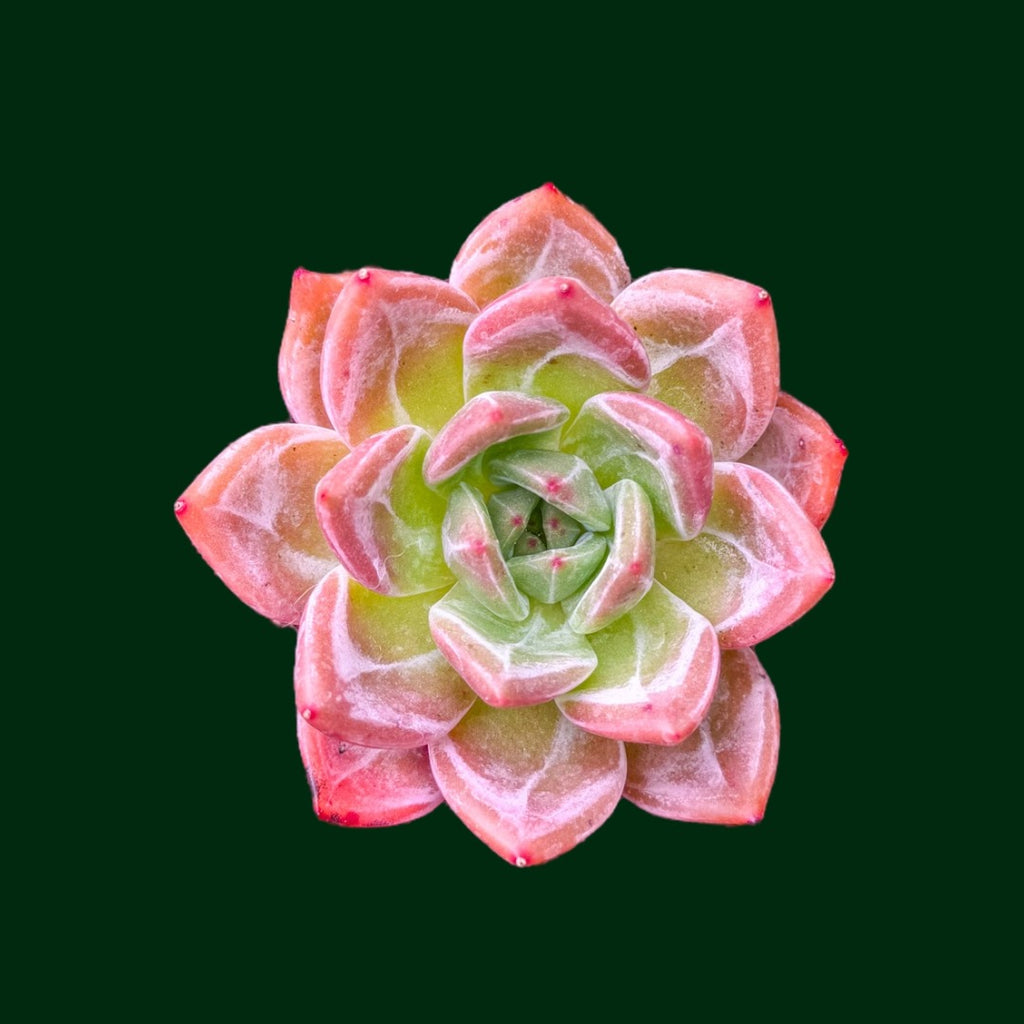 champagne succulent Echeveria 'Wine Champagne' – Unsolicited Plant Talks
