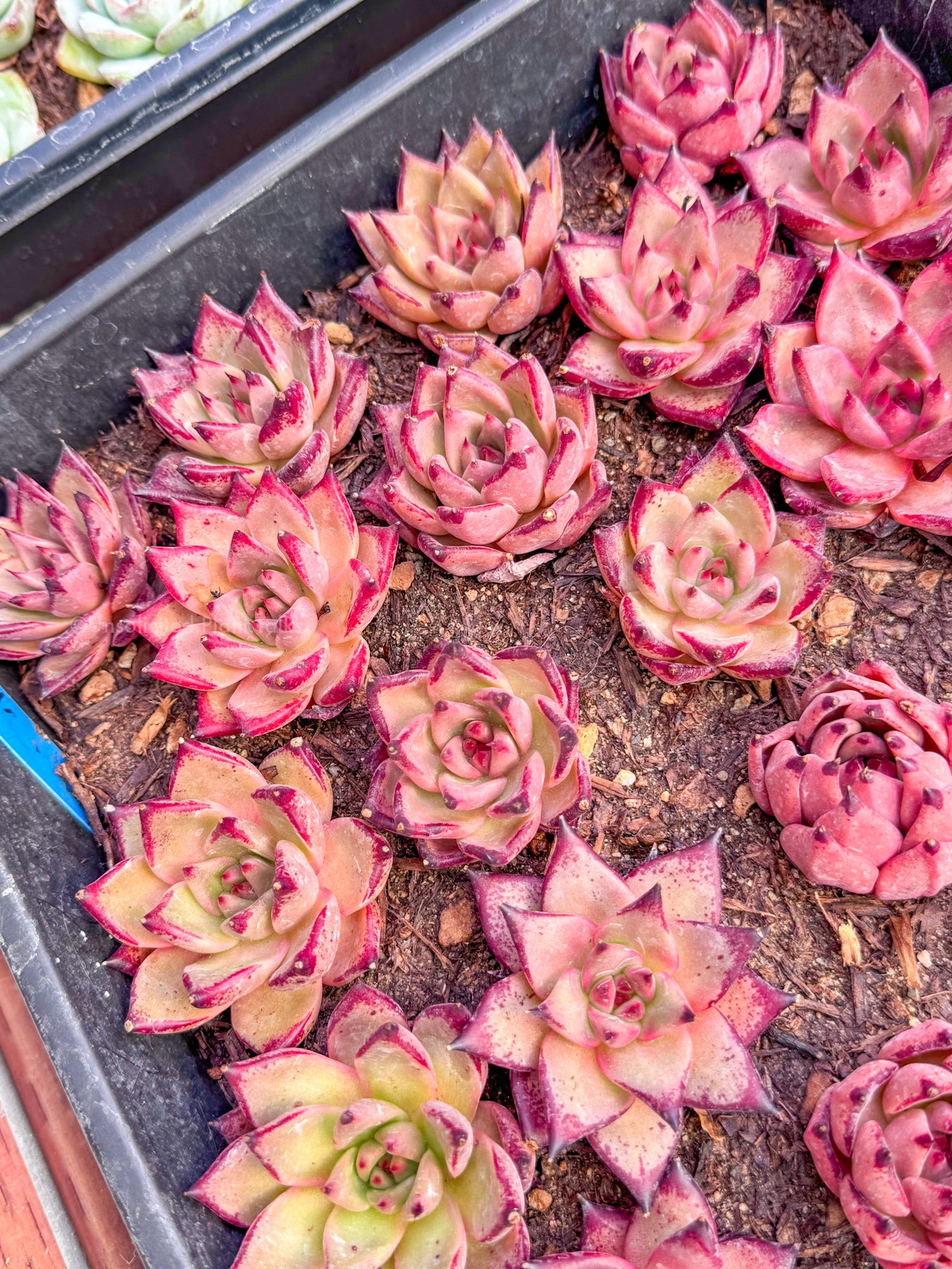 romeo succulent for sale Echeveria 'Romeo X' – Unsolicited Plant Talks