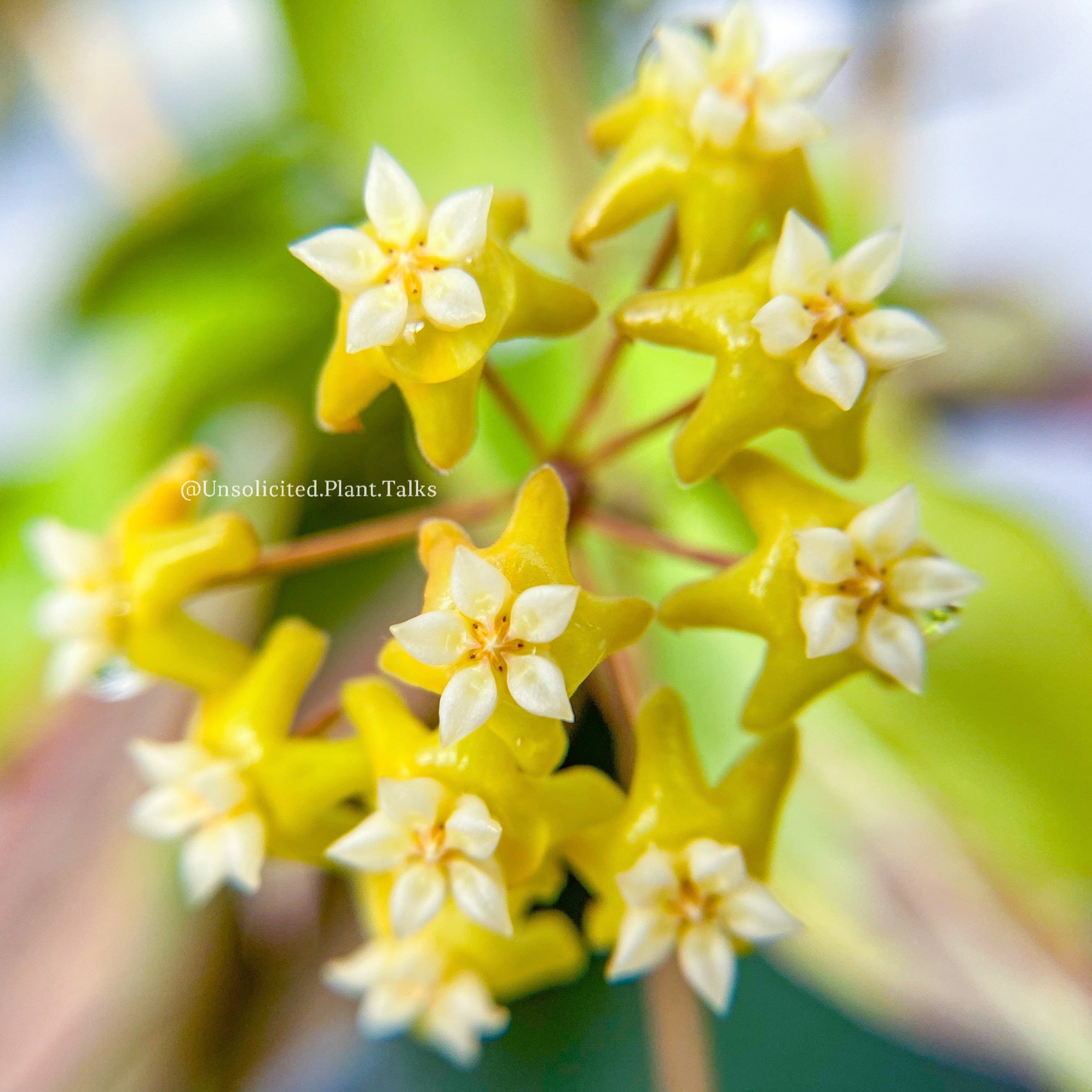 Hoya Nicholsoniae 'New Guinea Ghost'