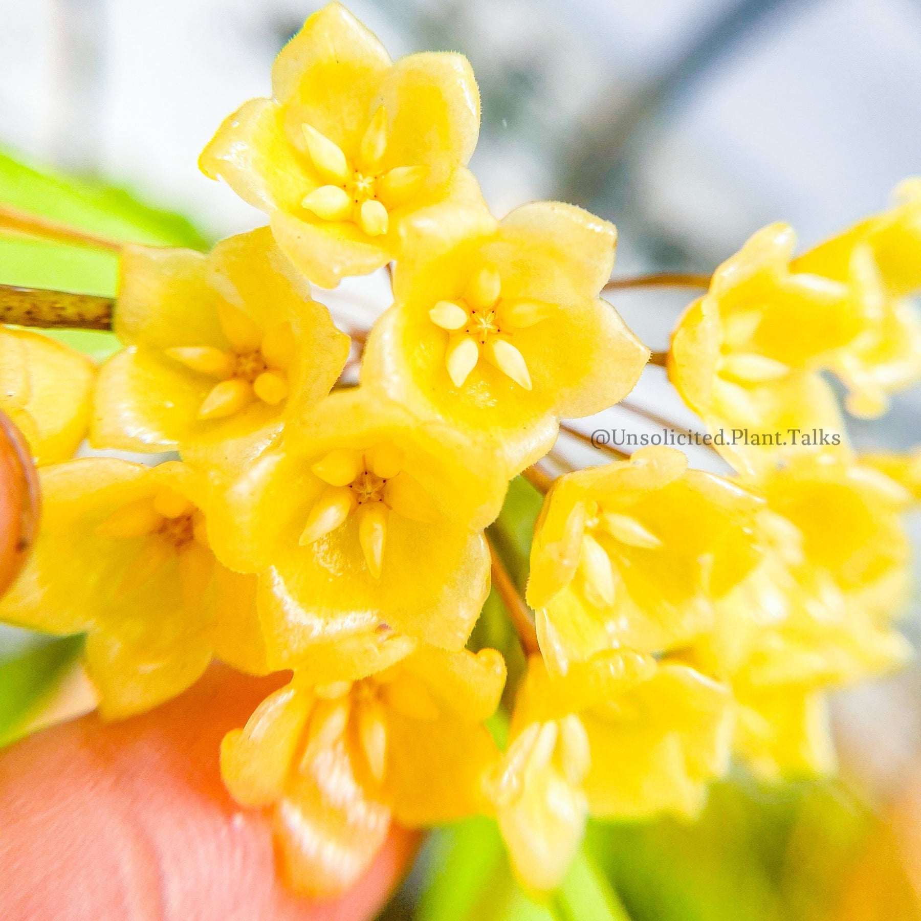 Hoya blashernaezii ssp. siariae (yellow) – Unsolicited Plant Talks