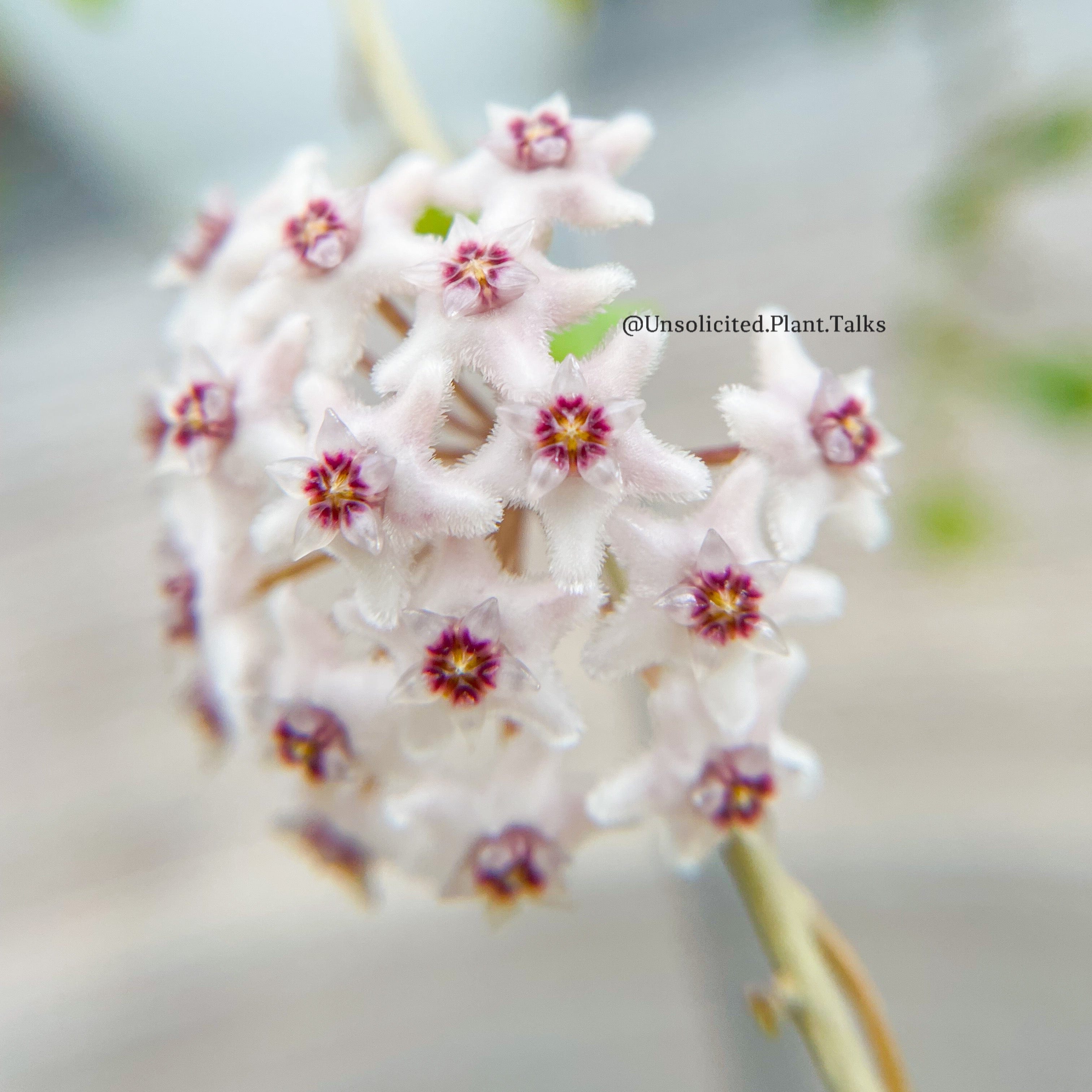 Hoya Plants for Sale | 450+ Hoya Species – Page 13 – Unsolicited