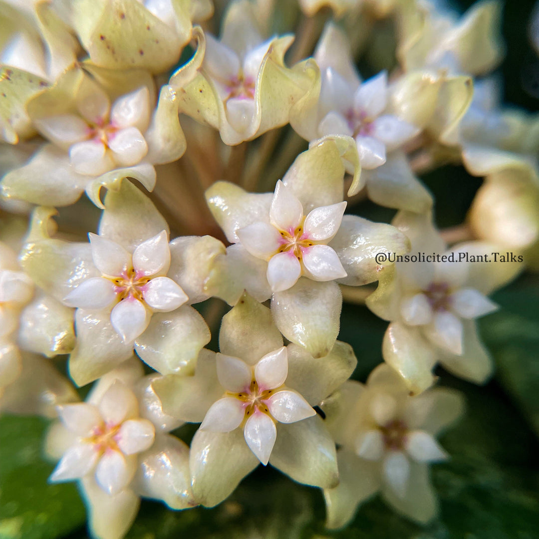 Hoya sp. Ko Chang Island – Unsolicited Plant Talks