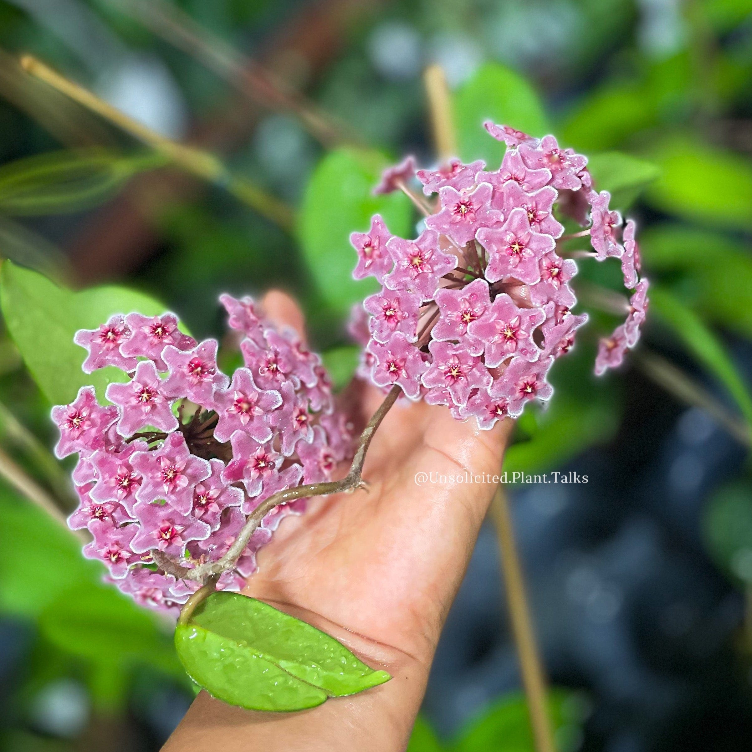 Hoya Fungii x RHP (splash) – Unsolicited Plant Talks